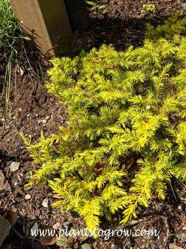 All Gold Juniper (Juniperus rigid conferta)